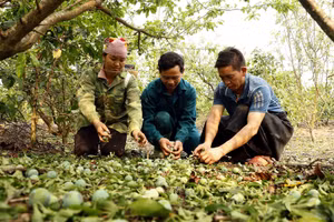 Mưa đá gây ảnh hưởng, thiệt hại đến sản xuất nông nghiệp