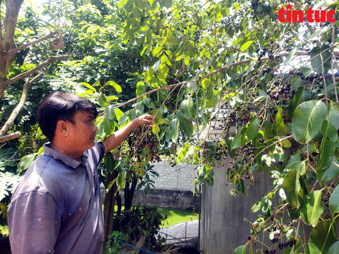 Những cây trâm với trái trĩu quả, chín mọng ở vùng Bảy Núi An Giang. 3.jpg