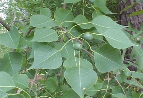 Cây sòi còn có tên khác là ô thụ quả, ô du, thác tử thụ. Ảnh :vietlinh.vn