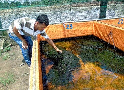 Anh Lộc bên trại ươm lươn giống của HTX thủy sản Thuận Thiên xã Giai Xuân, huyện Phong Điền, TP.Cần Thơ. Ảnh:baomoi.com Anh Lộc bên trại ươm lươn giống của HTX thủy sản Thuận Thiên xã Giai Xuân, huyện Phong Điền, TP.Cần Thơ. Ảnh:baomoi.com