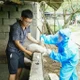 Người dân cần cẩn trọng tái đàn sau dịch tả lợn châu Phi