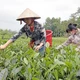 Điểm sáng trong hoạt động tín dụng chính sách tại Thái Nguyên