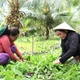 Kinh tế tập thể tạo trụ đỡ cho nông nghiệp xanh