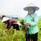 Lúa tẻ nương Hà Giang - Mùa vàng bội thu