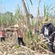 Khi doanh nghiệp ‘bắt tay’ nông dân