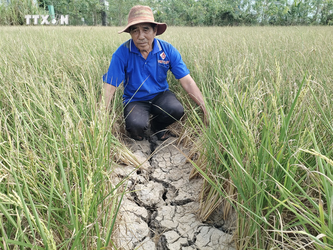 Ruộng lúa thiếu nước không trổ đòng ở Bến Tre. Ảnh: Huỳnh Phúc Hậu - TTXVN vna_potal__lua_vu_3_o_ben_tre_thiet_hai_do_han_man__7334990.jpg