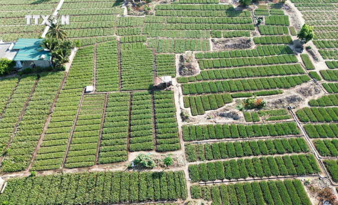 Vùng trồng nha đam tập trung tại phường Mỹ Bình, thành phố Phan Rang – Tháp Chàm. Ảnh: Nguyễn Thành – TTXVN vna_potal_nha_dam_ninh_thuan_hut_hang_mua_nang_nong_7361444.jpg