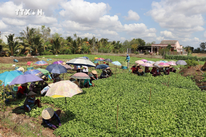 Thu hoạch rau màu tại xã Bình Tân, huyện Gò Công Tây. Ảnh: Minh Trí – TTXVN vna_potal_tien_giang_dua_rau_mau_xuong_ruong_ung_pho_han_man_giam_nhe_thien_tai_7361149.jpg