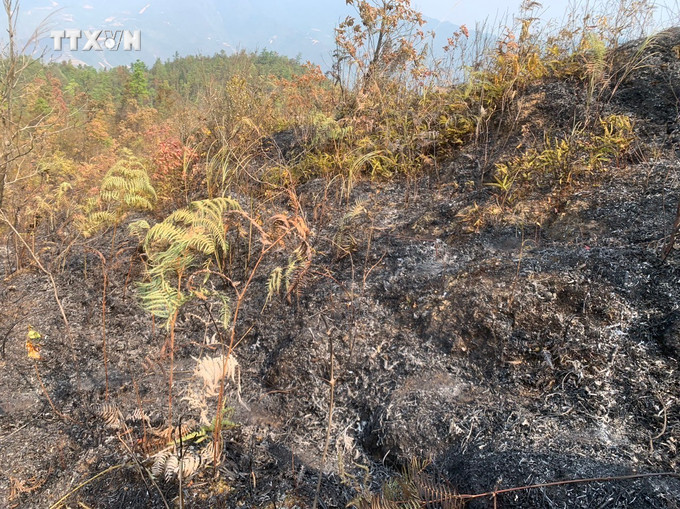 Ban đầu xác định khoảng 2,5ha diện tích rừng tái sinh bị thiêu rụi hoàn toàn, còn lại là diện tích cỏ lau lách, bãi chăn thả của dân. Ảnh: TTXVN phát vna_potal_yen_bai_dap_tat_kip_thoi_vu_chay_rung_o_huyen_mu_cang_chai_7290056.jpg