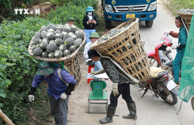 Người dân xã Bản Lầu, huyện Mường Khương, thu hoạch dứa. Ảnh: Quốc Khánh - TTXVN vna_potal_nguoi_dan_trong_dua_ban_lau_phan_khoi_duoc_mua_duoc_gia_7267095.jpg