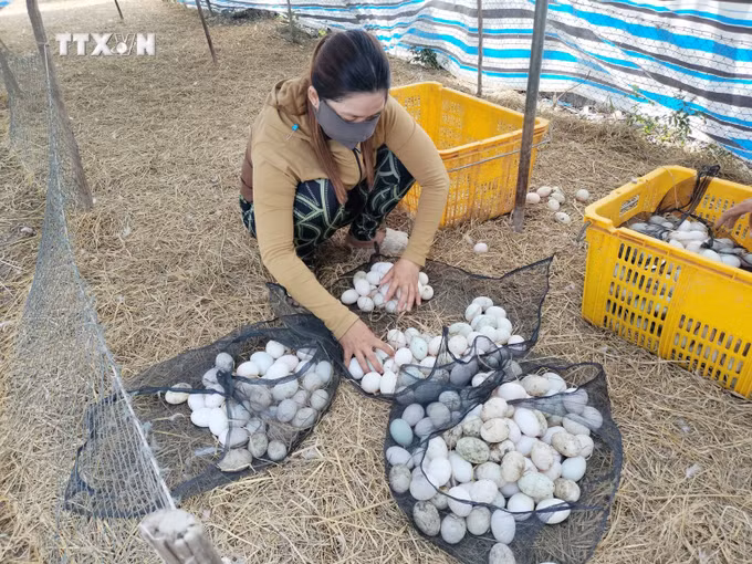 vna_potal_mo_hinh_nuoi_giong_vit_co_lay_trung_tai_dong_thap__7532979.jpg