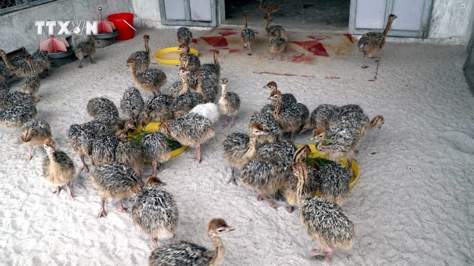 Mỗi năm trang trại chăn nuôi đà điểu của bà Phạm Thị Liên (xã Quảng Hưng, huyện Quảng Trạch, tỉnh Quảng Bình) xuất ra thị trường khoảng 2.000 con giống chất lượng. Ảnh: Tá Chuyên - TTXVN vna_potal_quang_binh_phat_trien_chan_nuoi_da_dieu_tren_vung_dat_cat_bac_mau_7483517.jpg