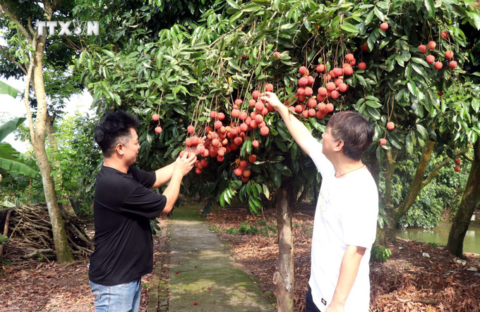 Vải trứng Hưng Yên với ưu thế, quả to, mã đẹp, vị ngọt thơm được đông đảo người tiêu dùng ưa chuộng. Ảnh: Đinh Văn Nhiều-TTXVN vna_potal_vai_trung_hung_yen_buoc_vao_vu_thu_hoach_7408552.jpg