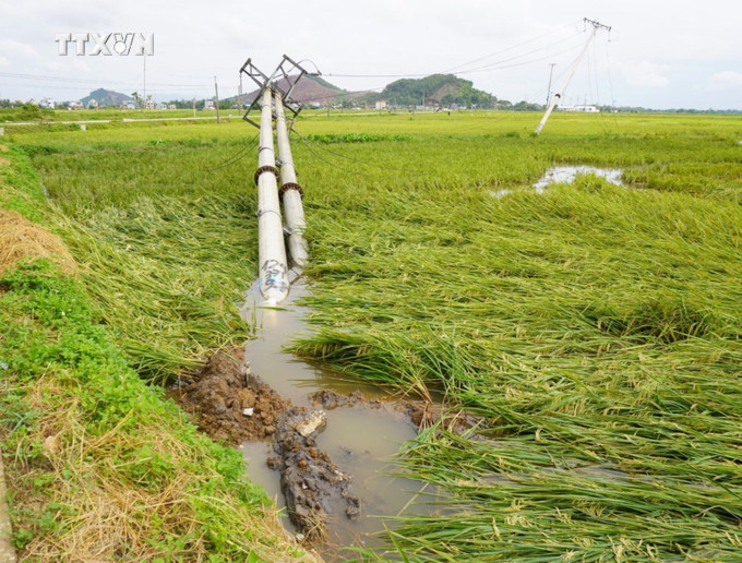 Cột điện 35 kV bị gãy, đổ tại huyện Nông Cống. Ảnh: Hoa Mai - TTXVN vna_potal_thanh_hoa_mua_giong_kem_loc_set_khien_2_nguoi_chet_hang_tram_hecta_lua_hoa_mau_bi_thiet_hai__7386316.jpg