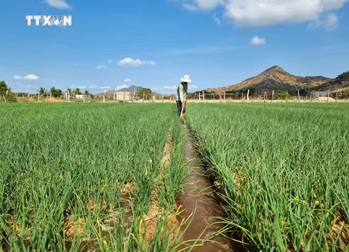 vna_potal_ninh_thuan_chu_dong_ung_pho_voi_nguy_co_kho_han_bao_ve_vung_san_xuat_7314003.jpg
