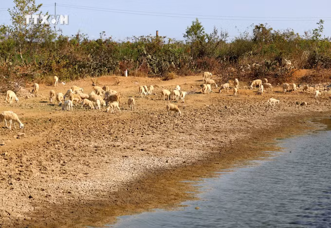 vna_potal_ninh_thuan_chu_dong_ung_pho_voi_nguy_co_kho_han_bao_ve_vung_san_xuat_7314000.jpg