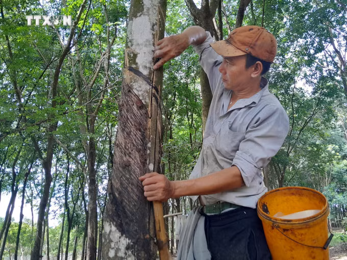 vna_potal_mu_cao_su_tang_gia_nong_dan_phan_khoi_7423544.jpg