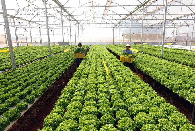 HTX Nông nghiệp Gia Nguyễn Lâm Đồng (xã Quảng Lập, huyện Đơn Dương), có hơn 5ha trồng các loại rau thuỷ canh, mỗi tháng cung cấp khoảng 30 tấn sản phẩm, đạt doanh thu khoảng 10 tỷ đồng/tháng. Ảnh: Vũ Sinh – TTXVN vna_potal_lam_dong_co_66200_ho_nong_dan_dat_danh_hieu_san_xuat_kinh_doanh_gioi_7339465.jpg