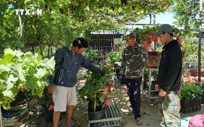 Khách hàng lựa mua các chậu nho kiểng về trưng Tết. Ảnh: Nguyễn Thành - TTXVN vna_potal_ninh_thuan_chuan_bi_cung_ung_hang_ngan_chau_nho_kieng_doc_dao_cho_thi_truong_tet_2024_7195082.jpg
