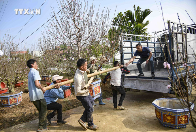 Vận chuyển đào bán Tết. Ảnh: Xuân Tư - TTXVN vna_potal_cac_lang_hoa_cay_canh_o_dien_bien_ron_rang_vao_vu_tet_2024_7193298.jpg