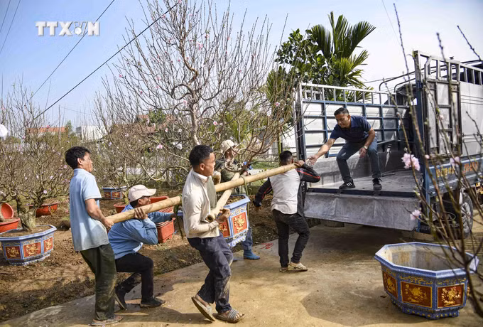 vna_potal_cac_lang_hoa_cay_canh_o_dien_bien_ron_rang_vao_vu_tet_2024_7193298.jpg