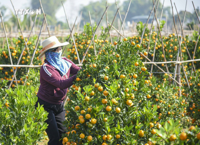 Bà Đàm Thị Huệ, xã Thanh Luông, huyện Điện Biên chăm sóc vườn quất chuẩn bị bán Tết. Ảnh: Xuân Tư - TTXVN vna_potal_cac_lang_hoa_cay_canh_o_dien_bien_ron_rang_vao_vu_tet_2024_7193291.jpg