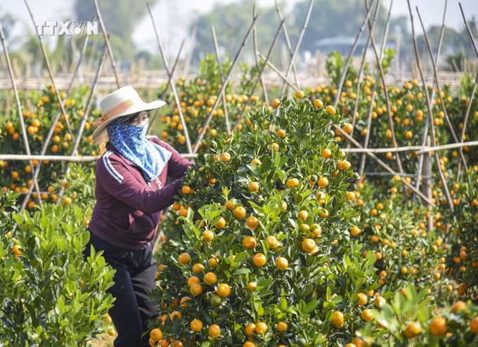 vna_potal_cac_lang_hoa_cay_canh_o_dien_bien_ron_rang_vao_vu_tet_2024_7193291.jpg