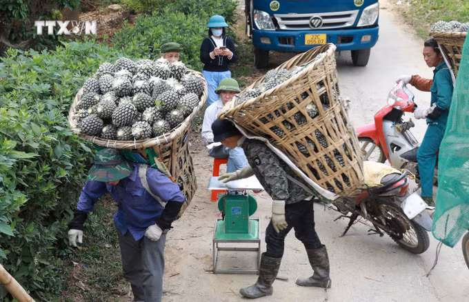 vna_potal_nguoi_dan_trong_dua_ban_lau_phan_khoi_duoc_mua_duoc_gia_7267095.jpg