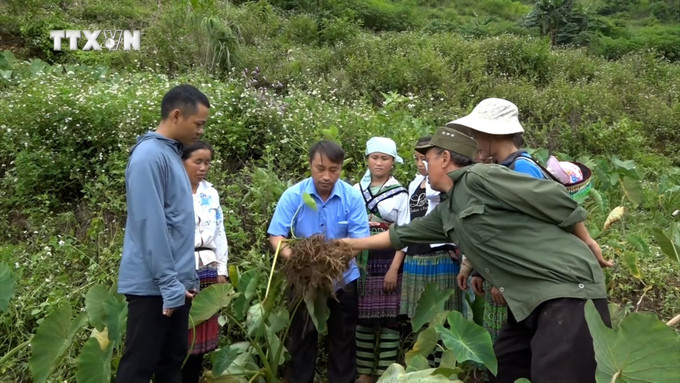 Chủ tịch UBND xã Xà Hồ Giàng A Sáy là người tiên phong nhân rộng diện tích trồng khoai sọ bản địa tại địa phương. Ảnh: TTXVN phát vna_potal_tao_nguon_can_bo_tre_co_so_o_vung_cao_tram_tau_yen_bai_7541059.jpg