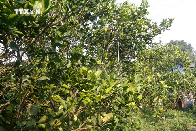 Các chuyên gia nghi ngờ hiện tượng cam rụng có thể là do sương muối, vì cây cam vẫn xanh tốt, không bị sâu bệnh hay vàng lá. Ảnh: Bích Huệ - TTXVN vna_potal_cam_“tien_vua”_xa_doai_nghe_an_bi_rung_hang_loat_nha_vuon_khong_dam_chot_don_tet_7765102.jpg