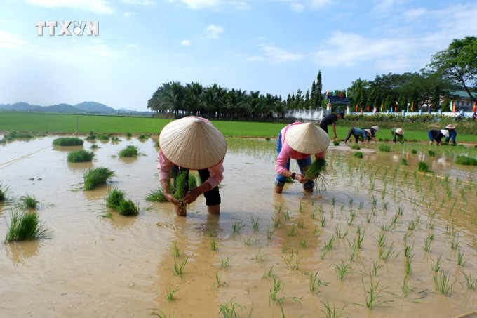 Hội thi cấy là hoạt động đặc sắc nhất trong lễ hội Lồng tồng của người Tày, người Nùng. Ảnh: Đức Hạnh - TTXVN vna_potal_gin_giu_le_hoi_van_hoa_tay_bac_tren_que_huong_lam_dong_7226378.jpg