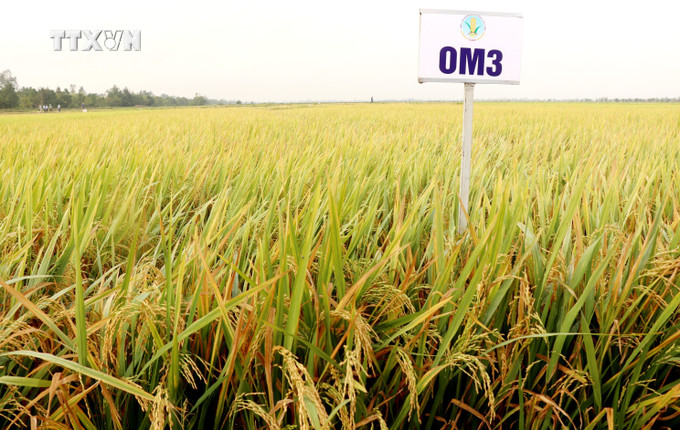 Giống lúa OM3 thuộc nhóm lúa chất lượng cao được Viện Lúa Đồng bằng sông Cửu Long dự kiến sẽ lưu hành và sản xuất trong năm 2024. Ảnh: Thu Hiền - TTXVN vna_potal_vien_lua_dong_bang_song_cuu_long_trinh_dien_gioi_thieu_trinh_dien_gioi_thieu_20_giong_lua_7233245.jpg