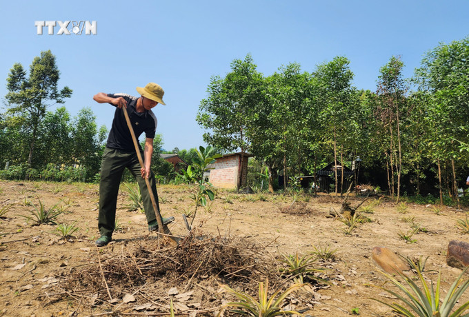 Đoàn viên Hồ Xuân Yson tại xã Hương Sơn (Nam Đông, Thừa Thiên - Huế) được hỗ trợ giống cây bưởi da xanh để phát triển sinh kế. Ảnh: Mai Trang - TTXVN vna_potal_dau_an_mau_ao_xanh_noi_vung_nui_cao_xu_hue_7288214.jpeg