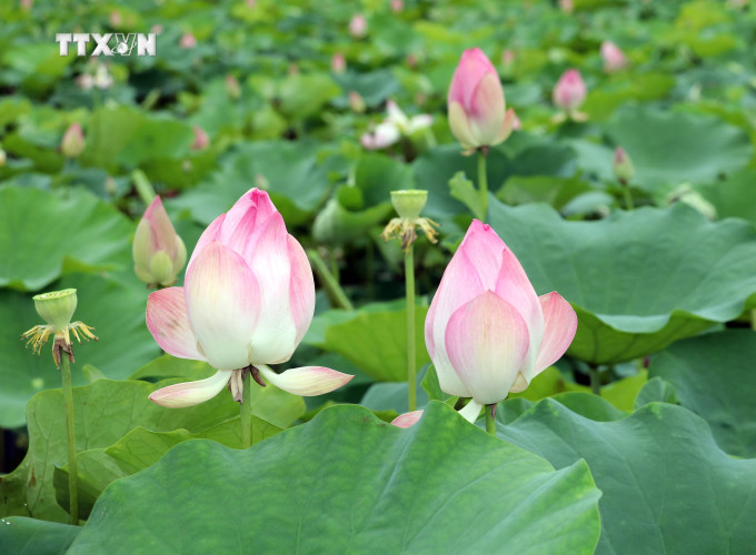 Những cánh sen có màu hồng nhạt vào buổi sáng nhưng đến trưa thì chuyển sang sắc hồng. Ảnh: Thùy Dung - TTXVN vna_potal_ron_rang_mua_sen_no_tai_ninh_binh__7418298.jpg