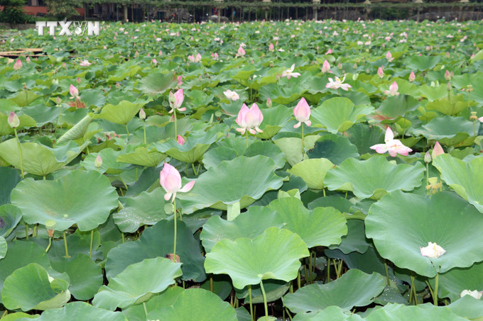 Những đóa sen bung nở làm sáng bừng một khoảng trời. Ảnh: Thùy Dung - TTXVN vna_potal_ron_rang_mua_sen_no_tai_ninh_binh__7418300.jpg