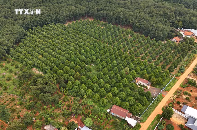vna_potal_binh_phuoc_phan_dau_co_8586_xa_dat_chuan_nong_thon_moi_vao_cuoi_nam_2024_7556757.jpg
