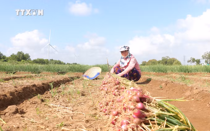 vna_potal_am_no_tren_tung_phum_soc_dong_bao_dan_toc_khmer_o_soc_trang_7317898.jpg
