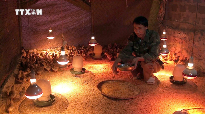 Người dân thắp đèn sưởi ấm cho gia cầm ở xã Yên Đồng, huyện Yên Mô. Ảnh: Thùy Dung - TTXVN vna_potal_chu_dong_phong_chong_ret_cho_cay_trong_va_vat_nuoi_7197399.jpg