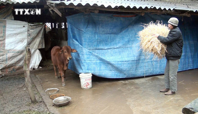 Người dân xã Gia Hưng, huyện Gia Viễn, tuân thủ việc không chăn thả rông gia súc trong những ngày rét đậm, rét hại và nuôi nhốt trong chuồng kín, tránh gió lùa. Ảnh: Thùy Dung - TTXVN vna_potal_chu_dong_phong_chong_ret_cho_cay_trong_va_vat_nuoi_7197397.jpg