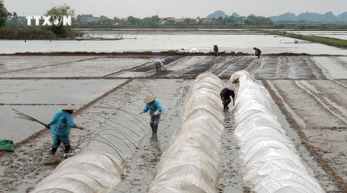 Người dân xã Ninh Vân, huyện Hoa Lư, che phủ nilon cho mạ đã gieo để phòng chống rét đậm, rét hại. Ảnh: Thùy Dung - TTXVN vna_potal_chu_dong_phong_chong_ret_cho_cay_trong_va_vat_nuoi_7197386.jpg