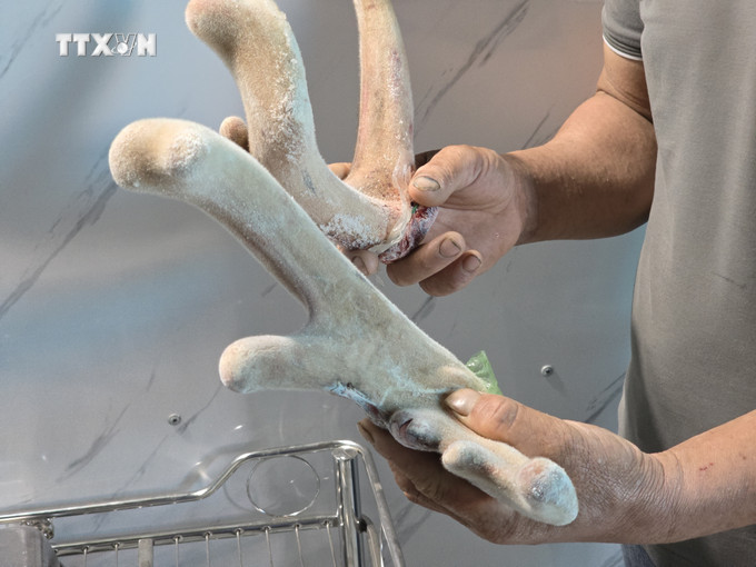 Nhung hươu sao tươi hiện có giá 15 triệu đồng/kg. Ảnh: Khoa Chương - TTXVN vna_potal_huong_di_moi_tu_mo_hinh_nuoi_huou_sao_o_vung_bien_gioi_kon_tum_7369723.jpg