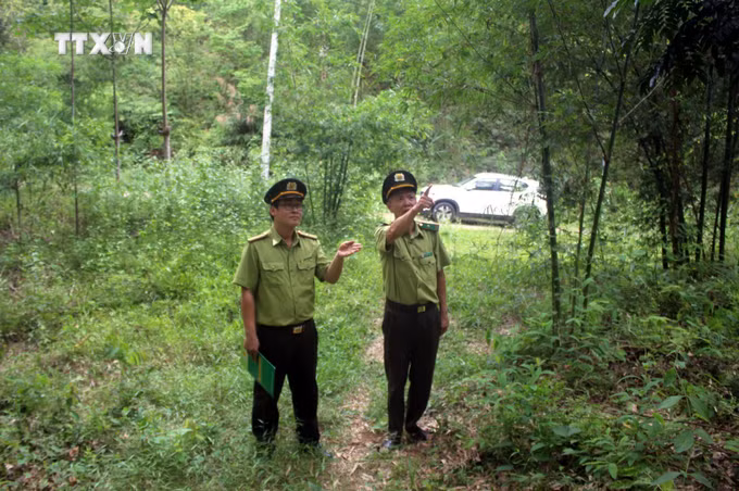vna_potal_thanh_hoa_duy_tri_luc_luong_thuong_truc_bao_ve_rung_2424_gio_7437325.jpg
