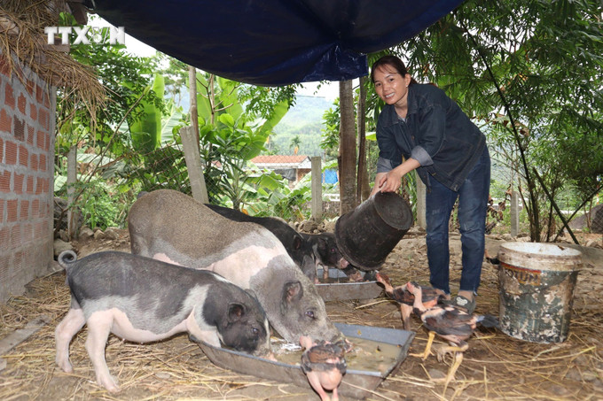 Chị Hồ Thị Hưu, xã Trà Sơn, huyện Trà Bồng thoát nghèo nhờ chính sách hỗ trợ sinh kế của UBMTTQ Việt Nam huyện. Ảnh: Đinh Hương - TTXVN vna_potal_quang_ngai_phat_huy_suc_manh_dai_doan_ket_de_xay_dung_que_huong_7553024.jpg