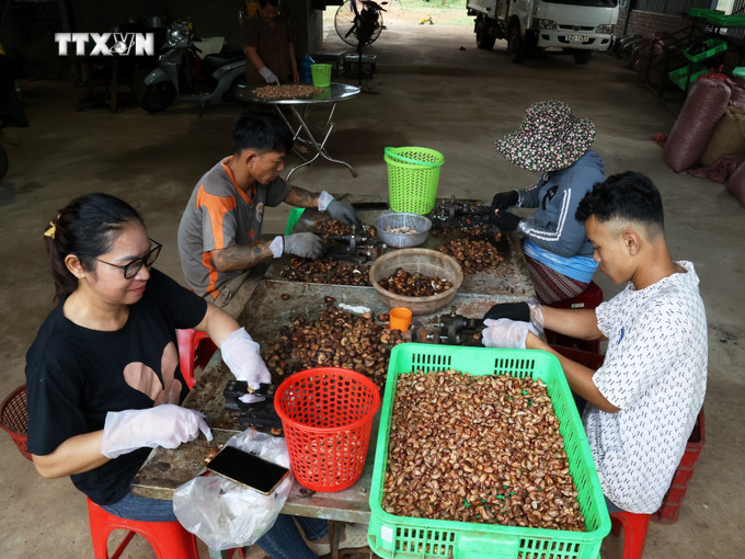 Hoạt động sản xuất tại Hợp tác xã Nông nghiệp điều hữu cơ Trảng cỏ Bù Lạch. Ảnh: K GỬIH - TTXVN vna_potal_nguoi_phu_nu_dan_toc_thieu_so_tam_huyet_voi_nong_nghiep_sach_7637993.jpg