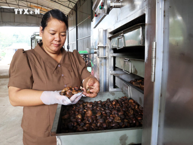 Chị Thị Khưi kiểm tra hạt điều hữu cơ trước khi tách vỏ. Ảnh: K GỬIH - TTXVN vna_potal_nguoi_phu_nu_dan_toc_thieu_so_tam_huyet_voi_nong_nghiep_sach_7637976.jpg