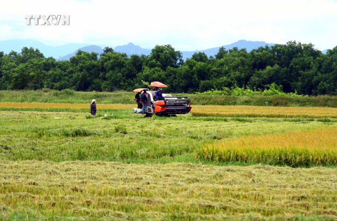 Tỉnh Quảng Bình chỉ đạo các địa phương đẩy nhanh tiến độ, phấn đấu thu hoạch trong tháng 8 nhằm tránh thời điểm mưa bão. Ảnh: Tá Chuyên - TTXVN vna_potal_quang_binh_xay_dung_chuoi_lien_ket_xoa_tinh_trang_bo_hoang_lua_vu_he_thu_7549590.jpg