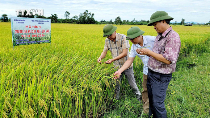 Lãnh đạo các địa phương kiểm tra và đánh giá năng suất lúa Hè Thu năm 2024 dự kiến trung bình đạt 8,5 – 9 tấn/1ha. Ảnh: Tá Chuyên - TTXVN vna_potal_quang_binh_xay_dung_chuoi_lien_ket_xoa_tinh_trang_bo_hoang_lua_vu_he_thu_7549583.jpg