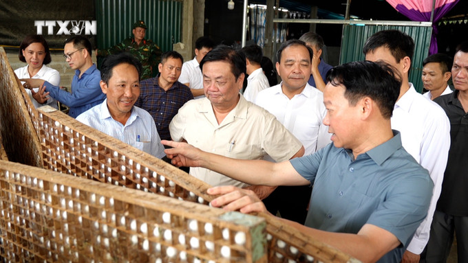 Bộ trưởng Nông nghiệp và Phát triển nông thôn Lê Minh Hoan thăm mô hình liên kết trồng và chế biên tơ tằm tại thôn Làng Qua, xã Báo Đáp, huyện Trấn Yên, tỉnh Yên Bái. Ảnh: TTXVN phát vna_potal_hieu_qua_lien_ket_san_xuat_nong_san_tai_yen_bai__7549052.jpg