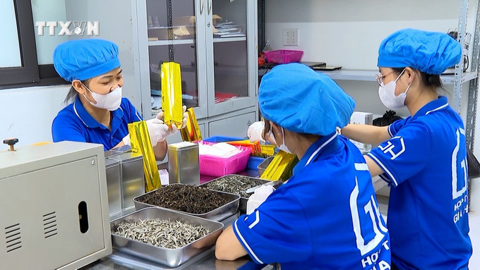 Sản xuất sản phẩm chè Shan của người dân xã Nậm Búng và Gia Hội liên kết sản xuất với Hợp tác xã Gia Hưng, thôn Thanh Hùng, phường Gia Thịnh, thành phố Yên Bái. Ảnh: TTXVN phát vna_potal_hieu_qua_lien_ket_san_xuat_nong_san_tai_yen_bai__7549049.jpg