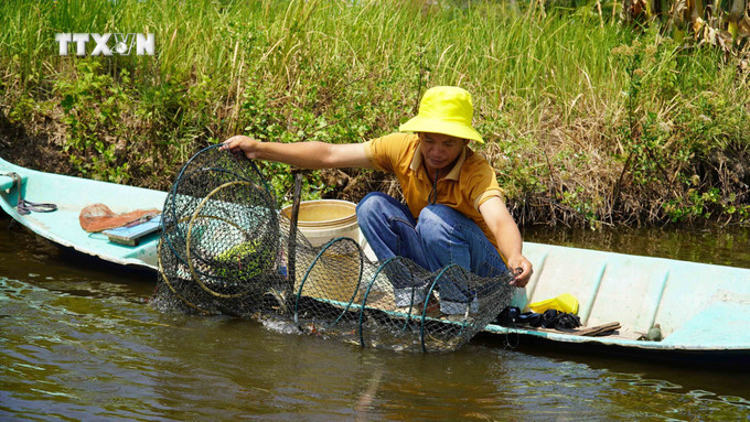 Nông dân ấp Thái Hòa, xã Nam Thái A, huyện An Biên, thu hoạch tôm, cua nuôi quảng canh. Ảnh: Văn Sĩ - TT vna_potal_kien_giang_han_man_gay_thiet_hai_hon_600ha_nuoi_tom_cua_7303767.jpg